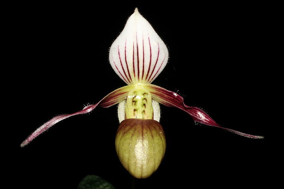 Paphiopedilum canhii orchid flower with vibrant colors and intricate details.