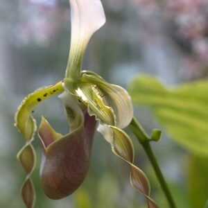 Paphiopedilum dianthum orchidee bloeit in levendige paarse en groene tinten met delicate bloemblaadjes.