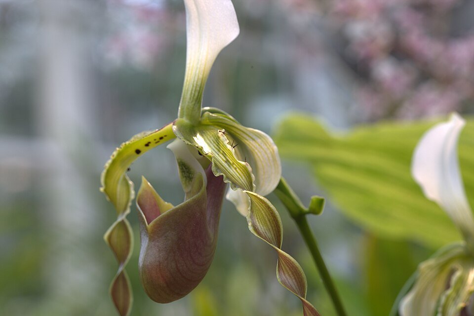 Paphiopedilum dianthum orchidee bloeit in levendige paarse en groene tinten met delicate bloemblaadjes.