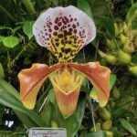 Paphiopedilum gratrixianum orchidee in bloei in het Conservatory of Flowers in San Francisco.