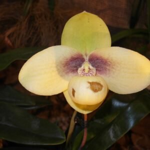 Bloeiende Paphiopedilum hangianum orchidee in groen en paars.