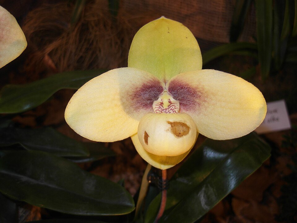 Bloeiende Paphiopedilum hangianum orchidee in groen en paars.
