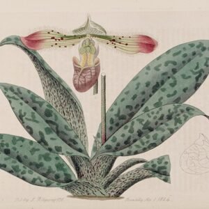 Bloeiende Paphiopedilum venustum orchidee in botanische illustratie.