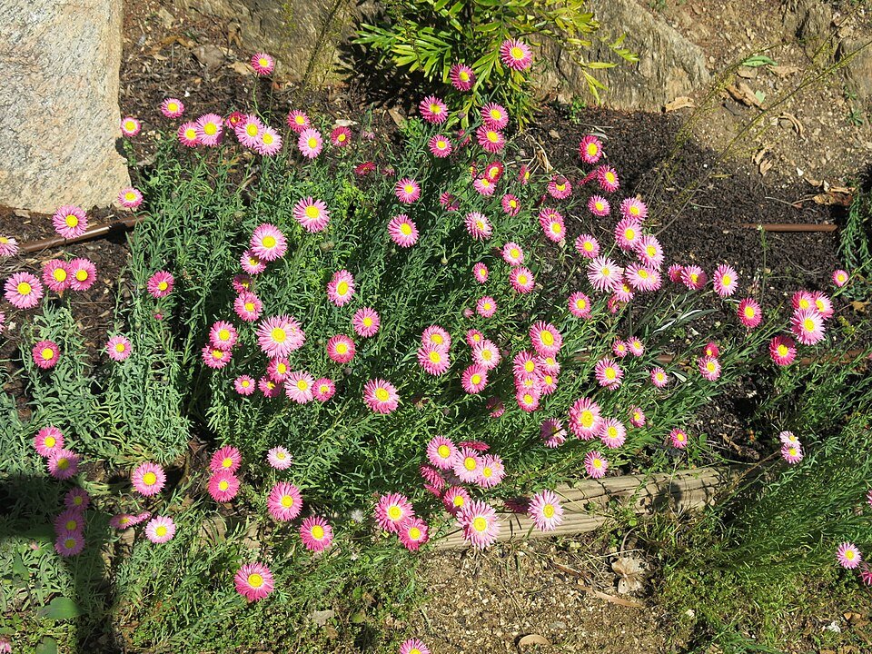 Helipterum (droogbloem) bloem in witte en groene tinten.