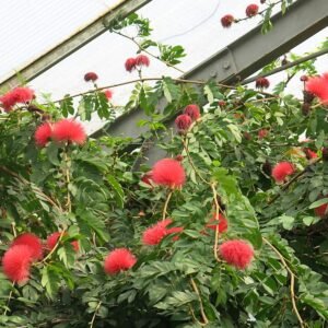 Calliandra haematocephala plant in groene kas.