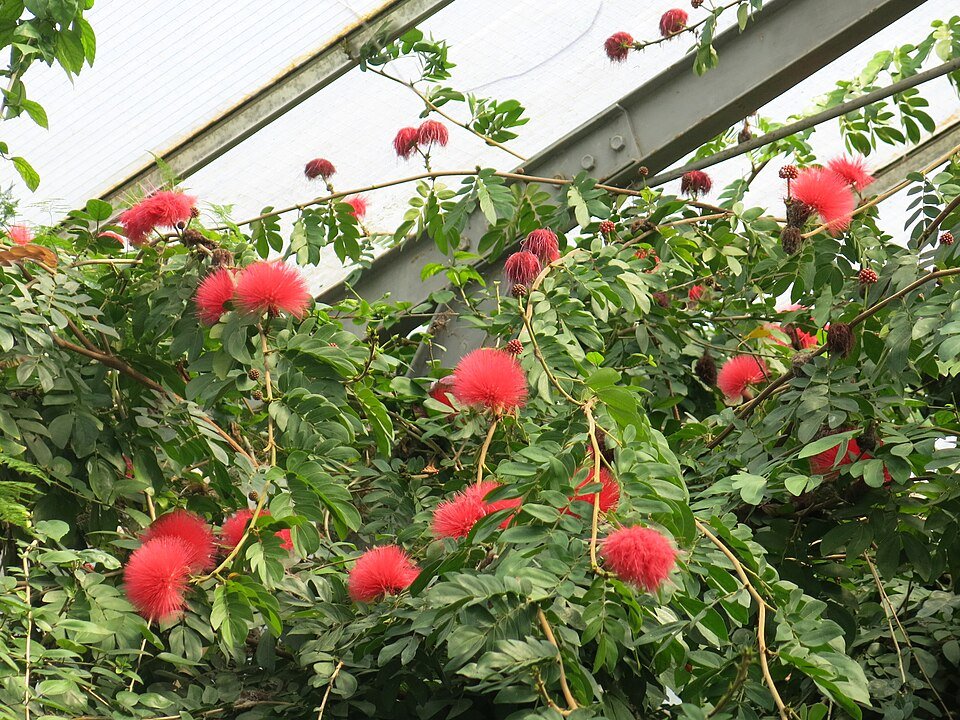 Calliandra haematocephala plant in groene kas.