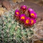 Sclerocactus brevispinus cactus met korte stekels in een woestijnlandschap.