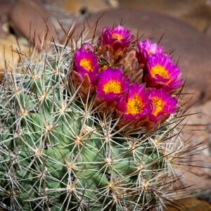 Sclerocactus brevispinus cactus met korte stekels in een woestijnlandschap.