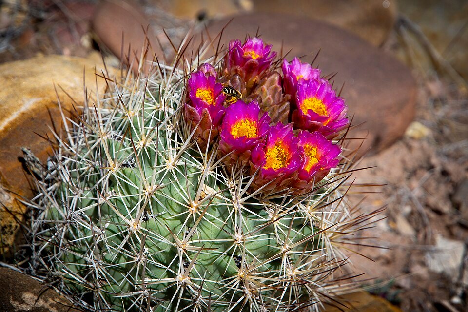 Sclerocactus brevispinus cactus met korte stekels in een woestijnlandschap.