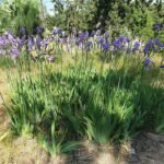 Iris mesopotamica bloem in paarse tinten met groen blad.