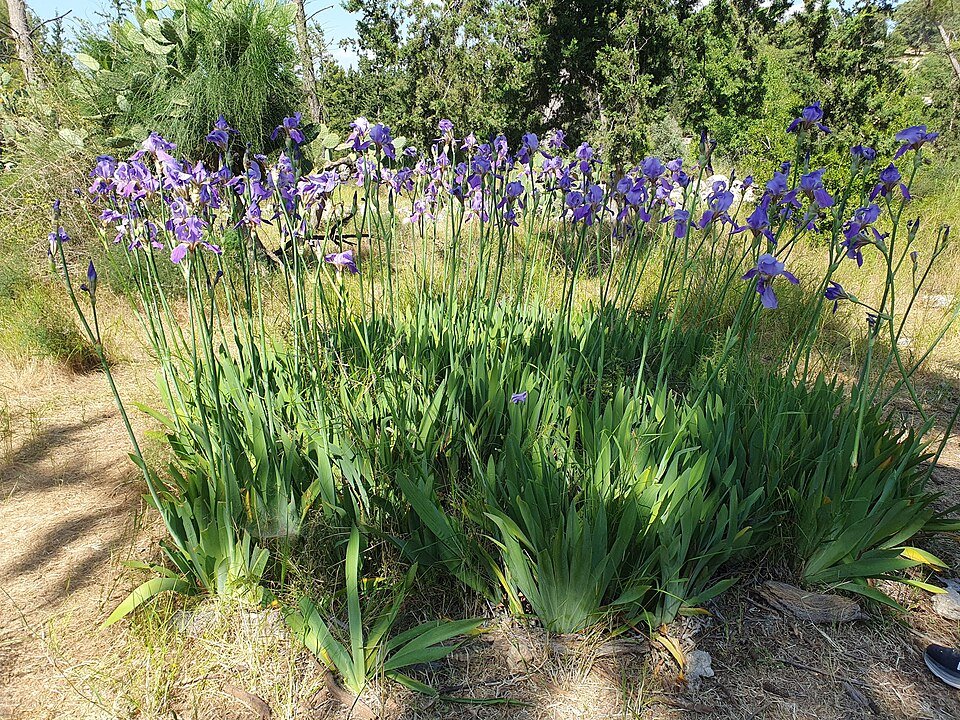 Iris mesopotamica bloem in paarse tinten met groen blad.