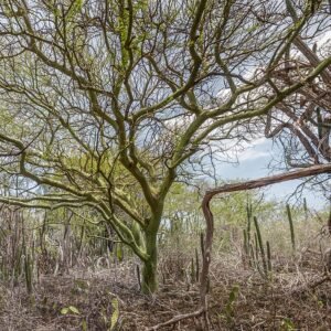Parkinsonia praecox bloeiende boom op Margarita Island.
