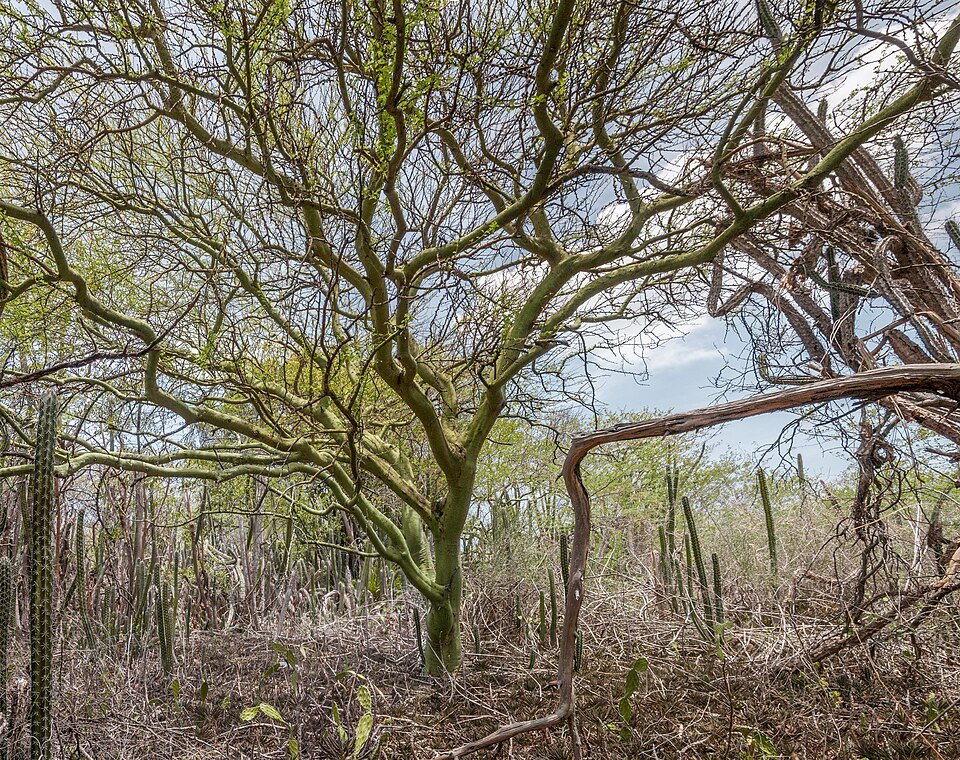 Parkinsonia praecox bloeiende boom op Margarita Island.