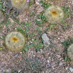 Gele bloem en stekels van Parodia chrysacanthion cactus.
