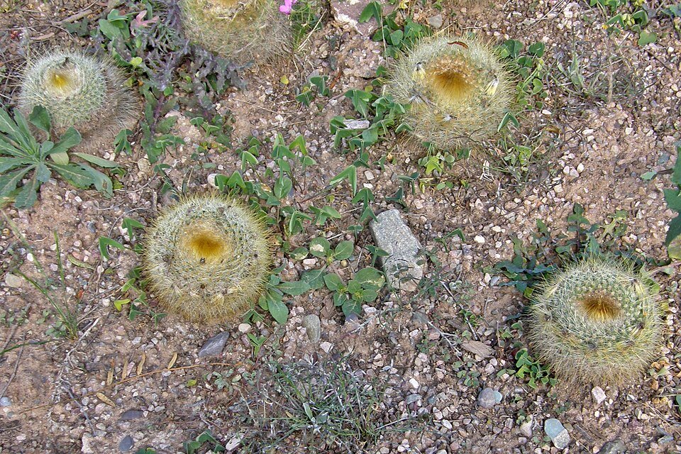 Gele bloem en stekels van Parodia chrysacanthion cactus.