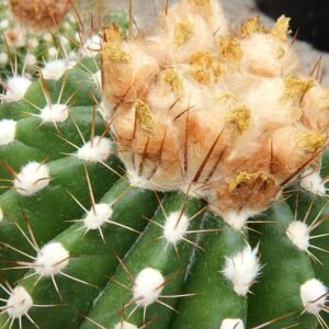 Gele bloem op stekelige groene stam van Parodia columnaris cactus.
