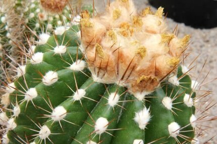 Gele bloem op stekelige groene stam van Parodia columnaris cactus.