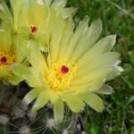 "Parodia crassigibba cactus met gele bloemen op grijze achtergrond."