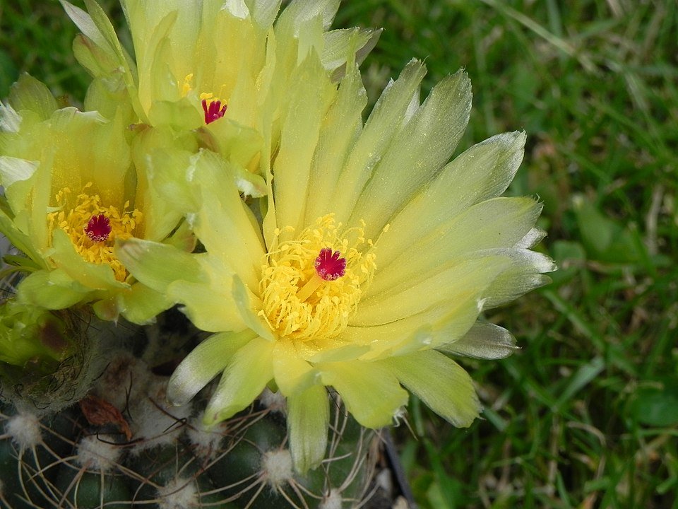 "Parodia crassigibba cactus met gele bloemen op grijze achtergrond."
