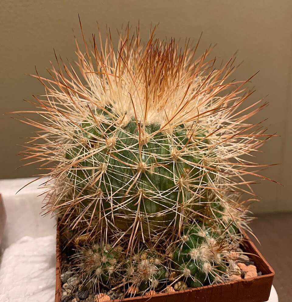 Parodia cactus met felgele bloemen in terracotta pot.