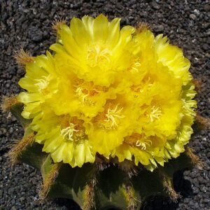 Parodia warasii cactus met heldergele bloemen en stekels.