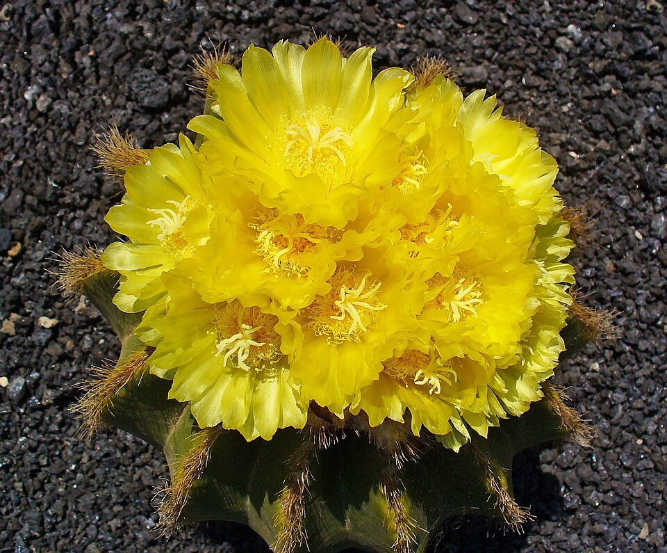 Parodia warasii cactus met heldergele bloemen en stekels.