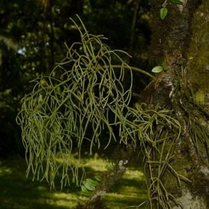 Rhipsalideae cactus met platte bladsegmenten in natuurlijke omgeving.