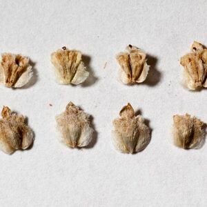 Parthenium incanum plant met kleine witte bloemen en groene bladeren.