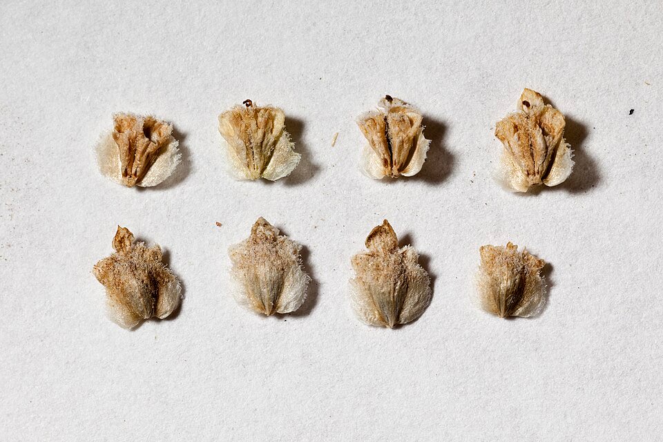 Parthenium incanum plant met kleine witte bloemen en groene bladeren.