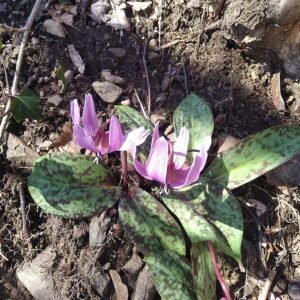 Erythronium dens-canis bloemen in paars en geel op bladeren.
