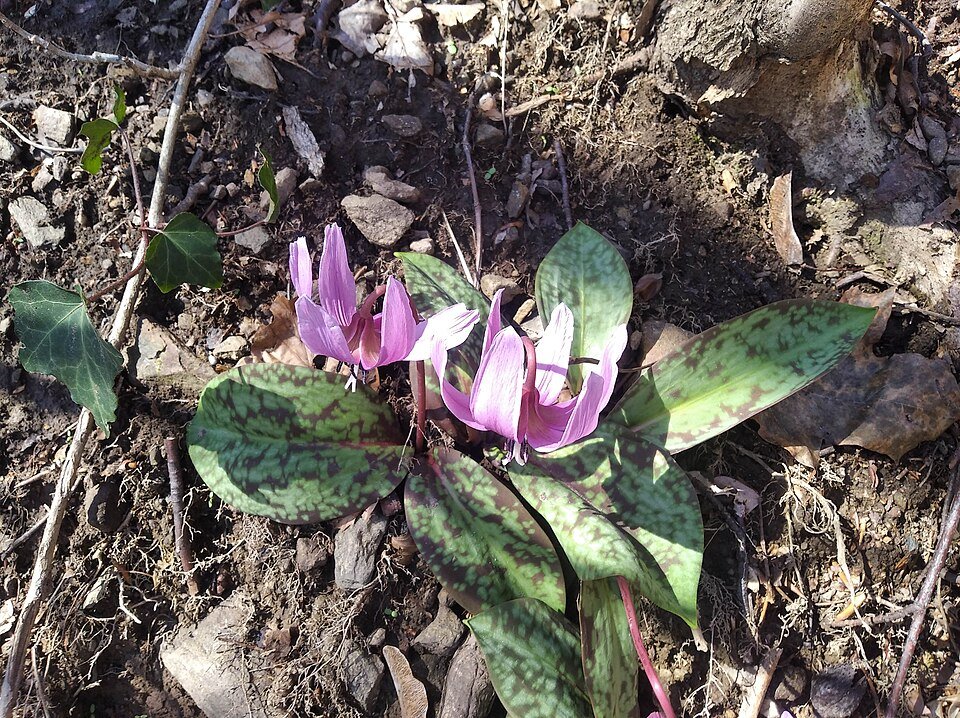 Erythronium dens-canis bloemen in paars en geel op bladeren.