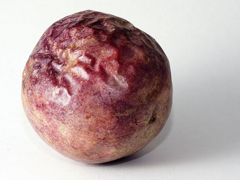 Rijpe Passiflora edulis vrucht met gesloten schil.