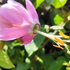Passiflora tarminiana met paarse bloemen en groen blad, winterhard.