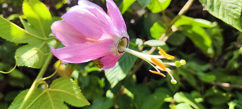 Passiflora tarminiana met paarse bloemen en groen blad, winterhard.