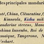 Citrus kinokuni boom met winterhardheid in een 1912 illustratie.