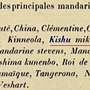 Citrus kinokuni boom met winterhardheid in een 1912 illustratie.