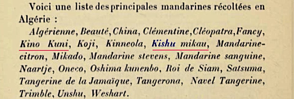 Citrus kinokuni boom met winterhardheid in een 1912 illustratie.