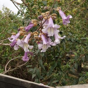 Paulownia elongata boom met langwerpige bladeren en bloemknoppen.