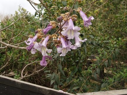 Paulownia elongata boom met langwerpige bladeren en bloemknoppen.