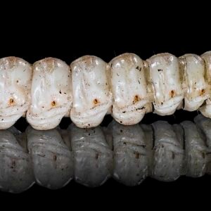 Groene rups van Palmmot op blad, winterhard, zwarte stippen.