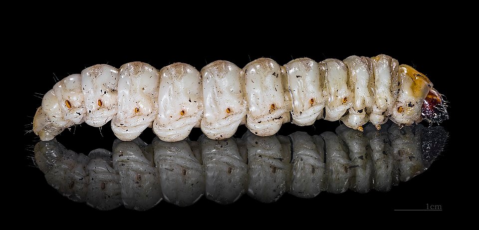 Groene rups van Palmmot op blad, winterhard, zwarte stippen.