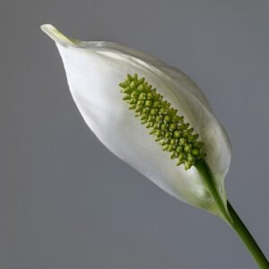 Spathiphyllum cannifolium plant met witte bloemen en groen blad.