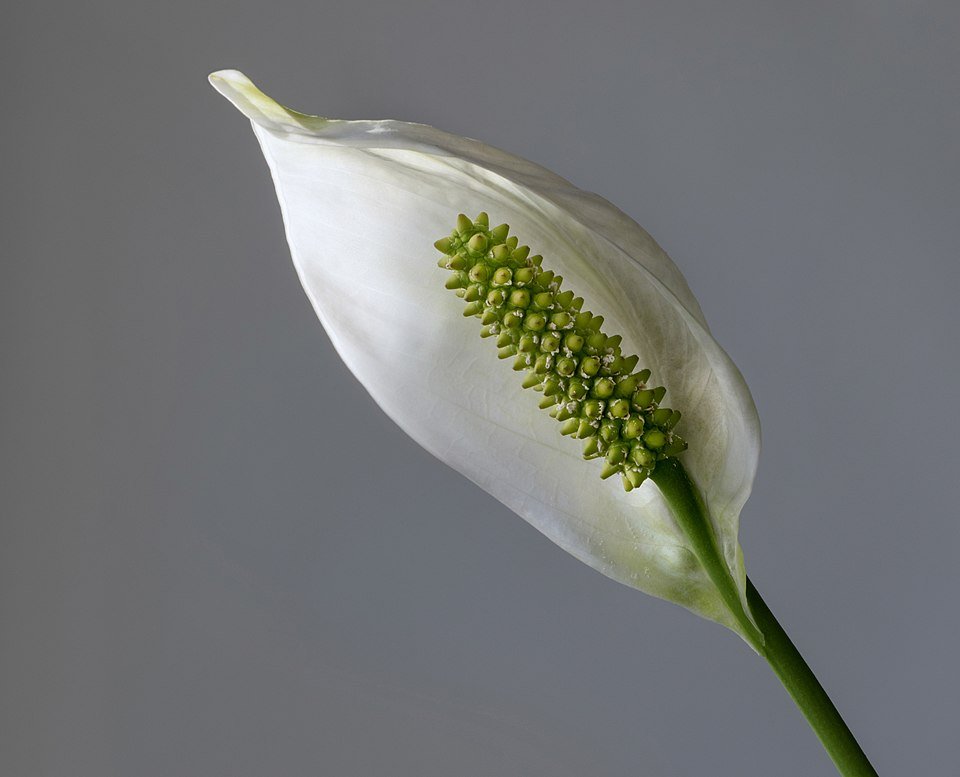 Spathiphyllum cannifolium plant met witte bloemen en groen blad.