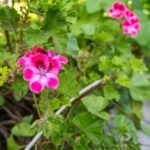 Geranium bloemen in zachte roze tinten en groen blad.