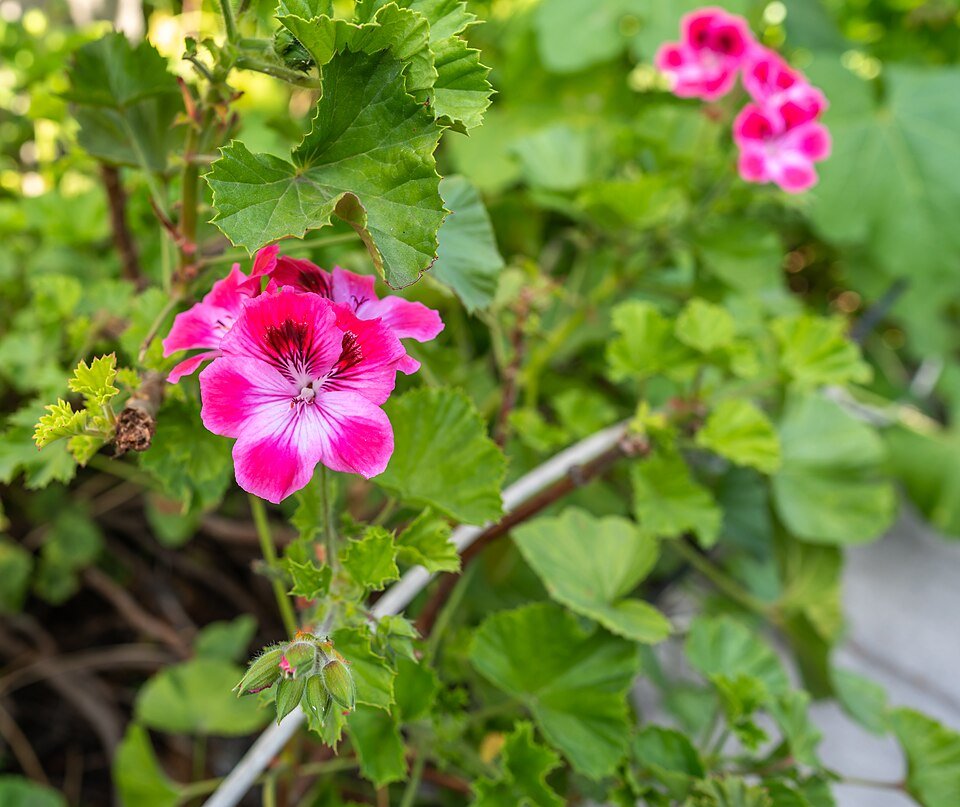 Geranium bloemen in zachte roze tinten en groen blad.