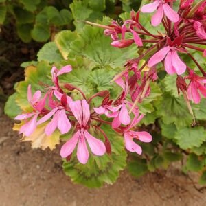 Pelargonium zonale bloem in natuurlijke omgeving.