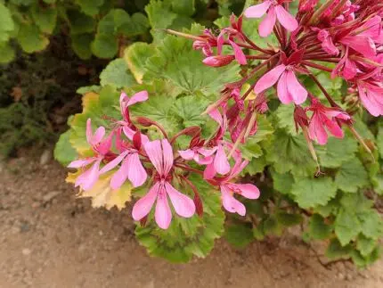Pelargonium zonale bloem in natuurlijke omgeving.