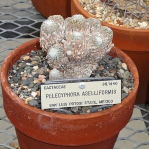 Kleine bolvormige cactus met witte doornen en groene textuur in botanische tuin.