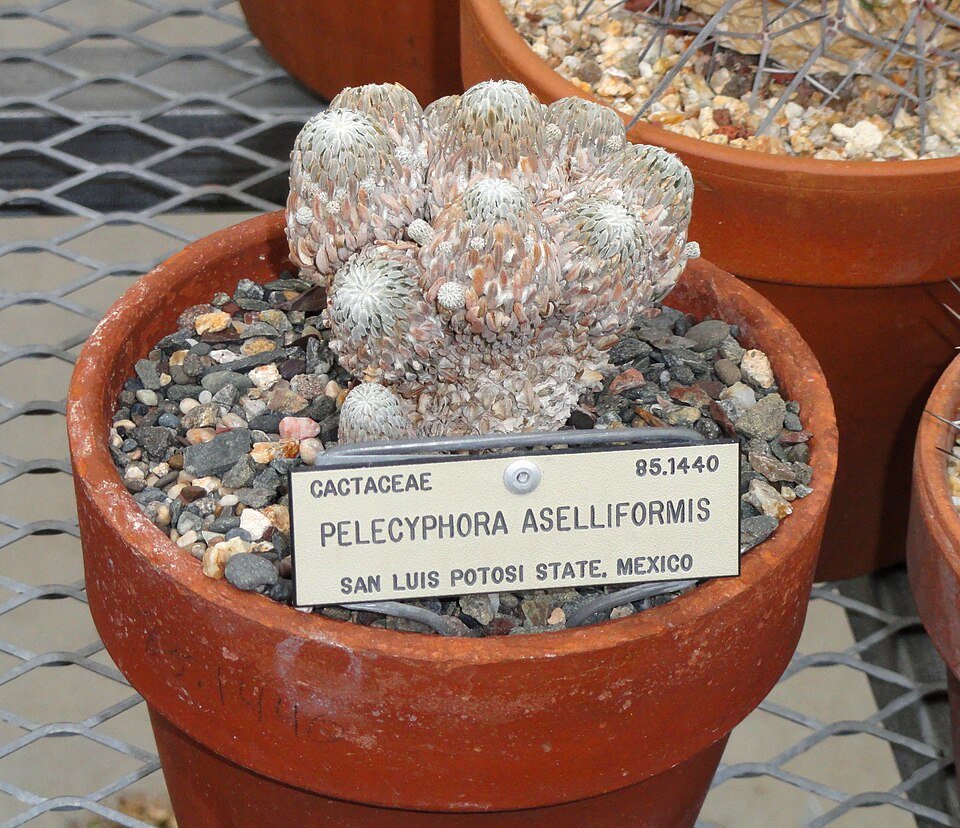 Kleine bolvormige cactus met witte doornen en groene textuur in botanische tuin.