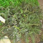 Pellaea rotundifolia plant met ronde bladeren in Berlijnse Botanische Tuin.